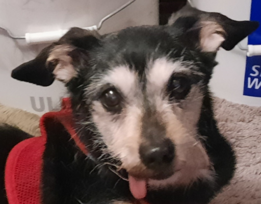 Jack with his Tongue Out