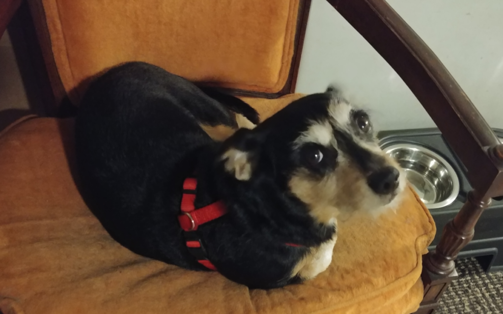 Jack in Chair