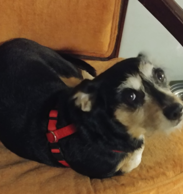 Dealing with Separation Anxiety in Older Rescue Dogs