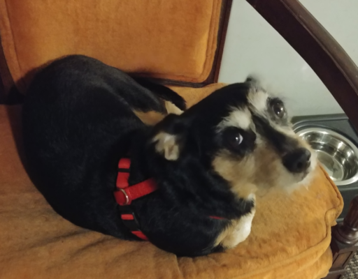 Jack in Chair
