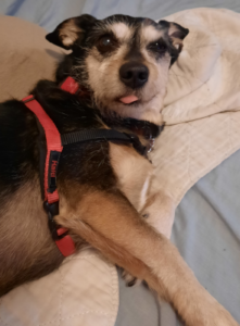 BellenPaws.com - Jack Waking Up