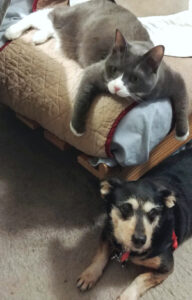 BellenPaws.com - Belle and Jack