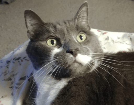 BellenPaws.com - Paws Alert