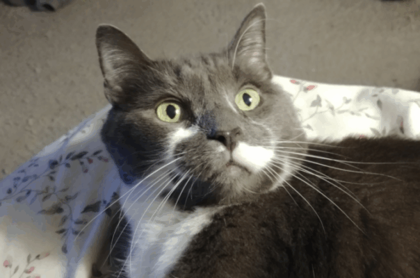 Free Feeding vs. Scheduled Wet Food: What’s Best for Your Cat?