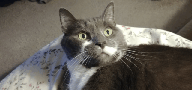 Free Feeding vs. Scheduled Wet Food: What’s Best for Your Cat?