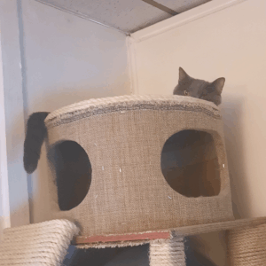 BellenPaws.com - Paws in HIS Tower