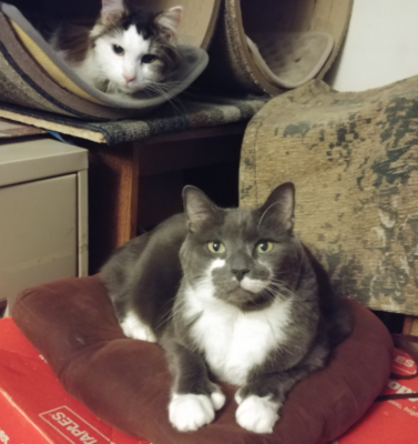 Finding Your Voice for the Animals in Your Community