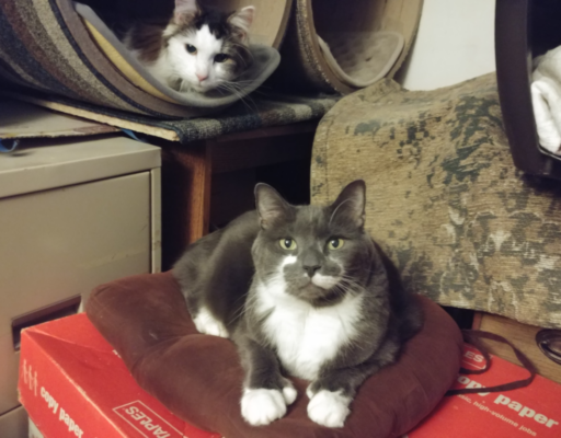 Paws and Rascal in Tree