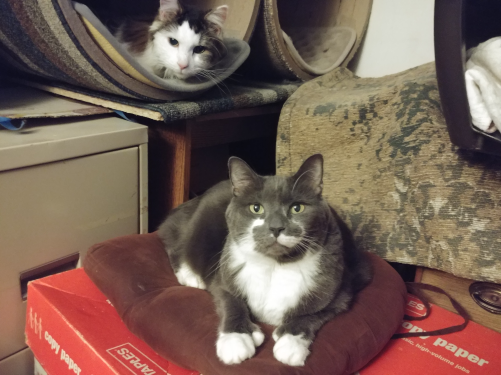 Paws and Rascal in Tree