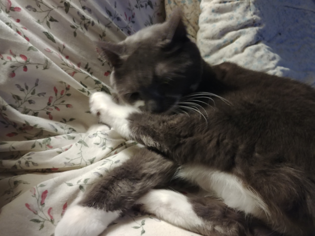 Paws Bathing by Himself