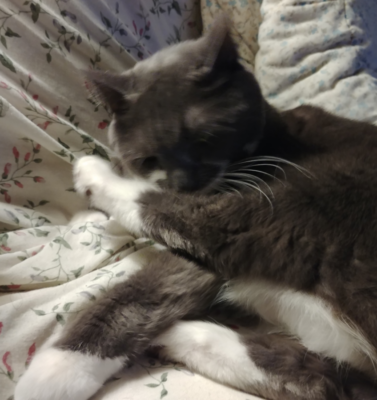 How Arthritis Affects a Cat’s Ability to Groom Themselves