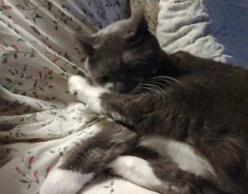Paws Bathing by Himself