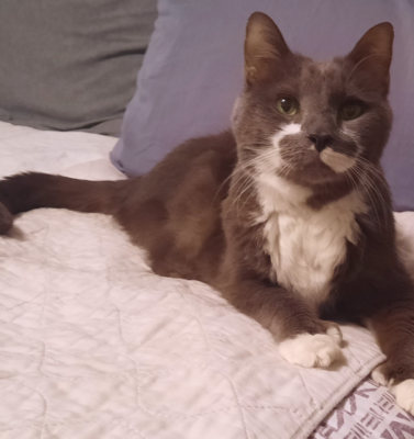 Caring for a Senior Pet as an Act of Loyalty