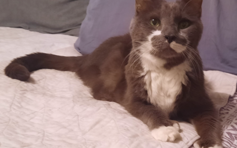 Caring for a Senior Pet as an Act of Loyalty