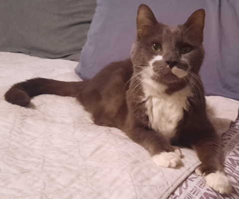 Caring for a Senior Pet as an Act of Loyalty