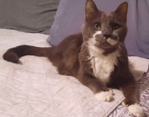 Bellenpaws.com - Paws on Bed Image 2