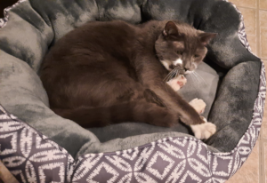 Paws in Bed Waking