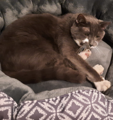 An Introduction to CBD Oil for Senior Pets: What to Know