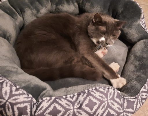 Paws in Bed Waking