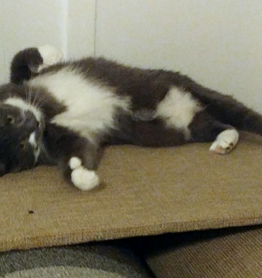 The Senior Cat Belly: What It Really Means When Your Cat Shows You That Soft Spot