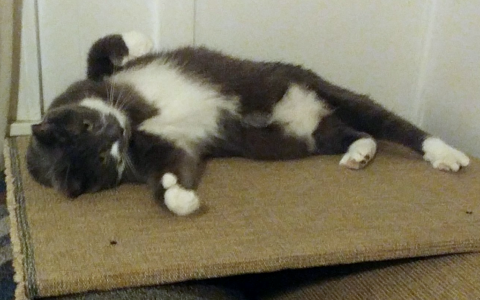 The Senior Cat Belly: What It Really Means When Your Cat Shows You That Soft Spot