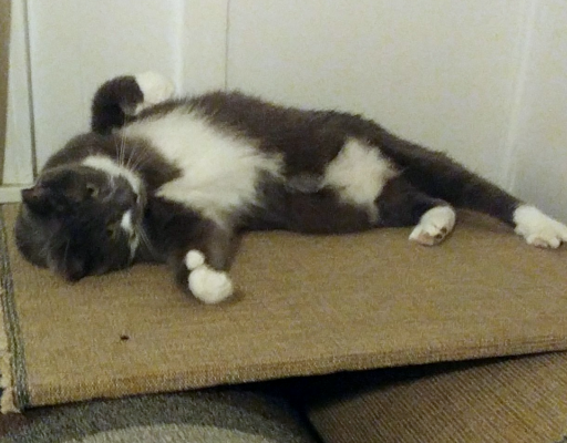 BellenPaws.com - Paws Belly