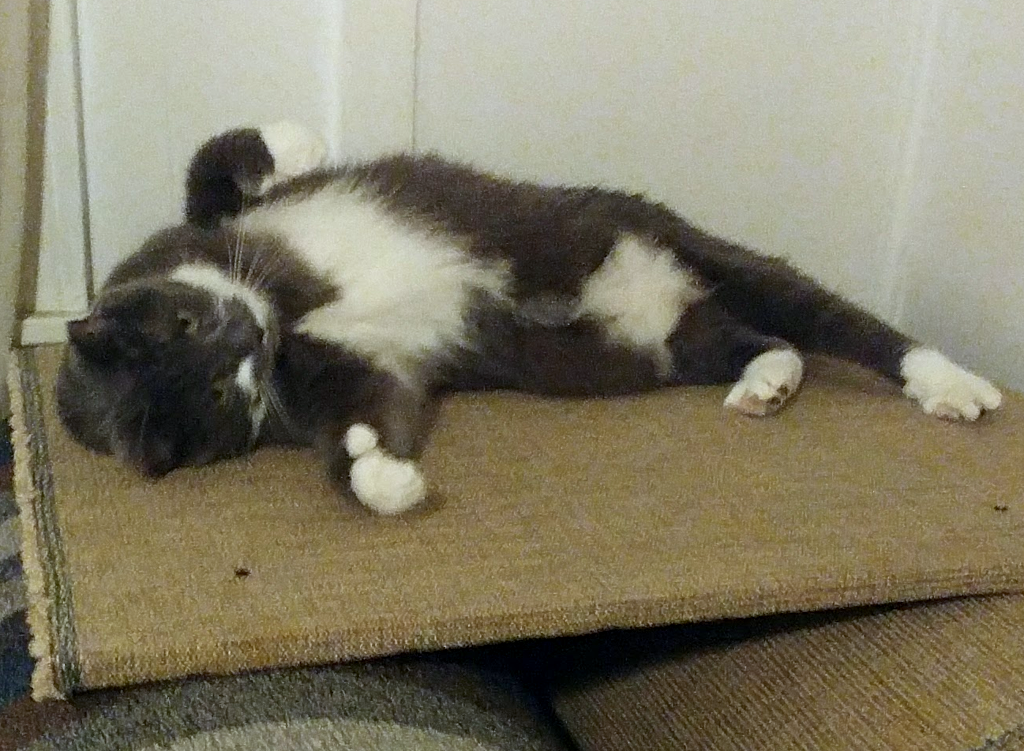 BellenPaws.com - Paws Belly