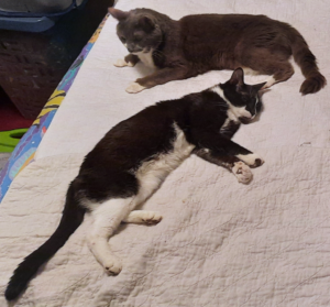 Paws and Bentley Cuddles