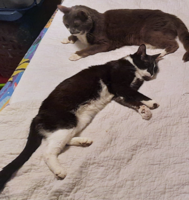 Glucose Curves: When the Numbers Feel Like Too Much