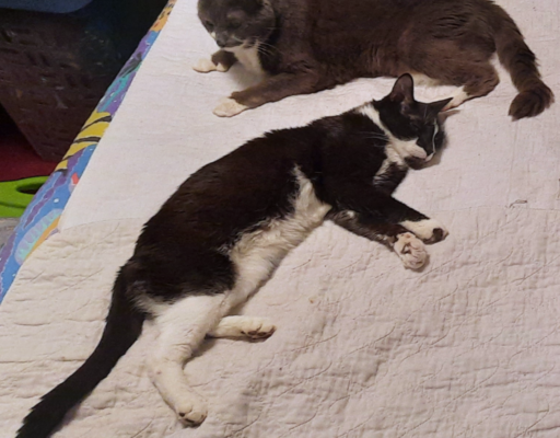 Paws and Bentley Cuddles