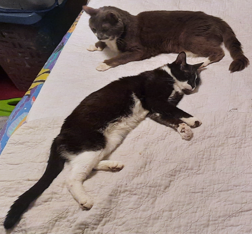 Paws and Bentley Cuddles