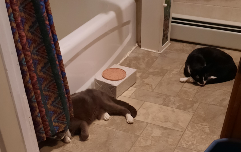 Paws and Bentley on Cool Floor