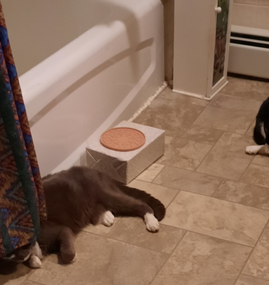 Why Hyperthyroid Cats Seek Cool Surfaces to Sleep On