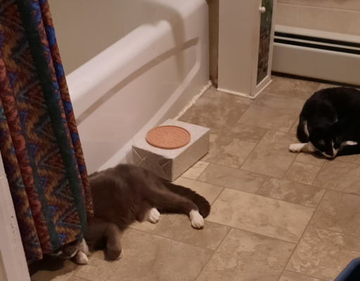Paws and Bentley on Cool Floor