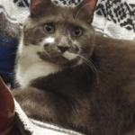 BellenPaws.com - Paws on a blanket