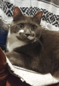 BellenPaws.com - Paws on a blanket