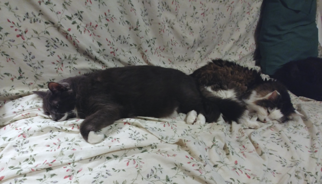 Paws and Bubbles Sharing a Nap
