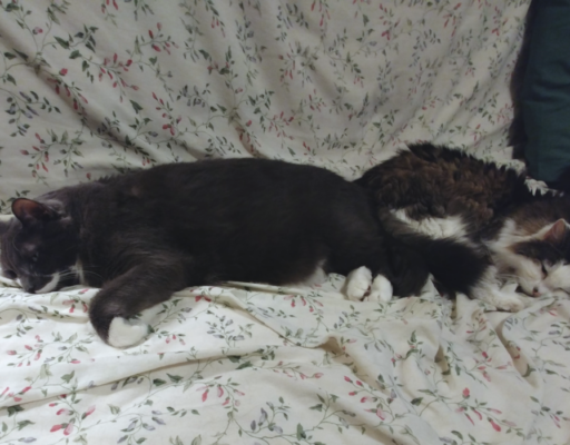 Paws and Bubbles Sharing a Nap
