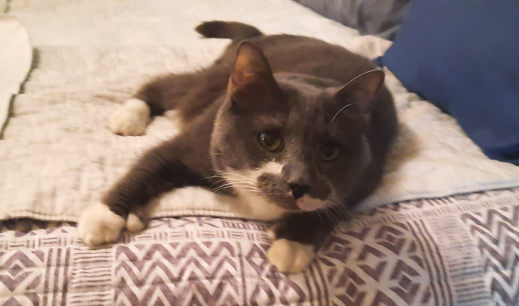 Paws Chillin on Bed