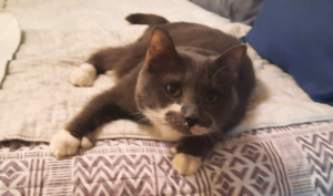 Paws Chillin on Bed