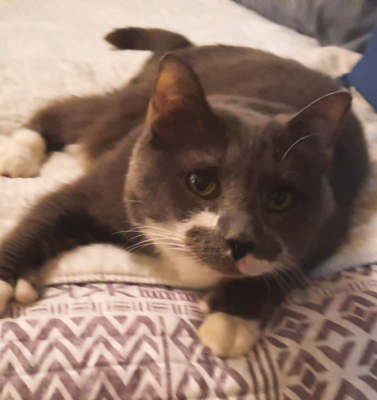 The Direct Link Between Declawing and Litter Box Avoidance
