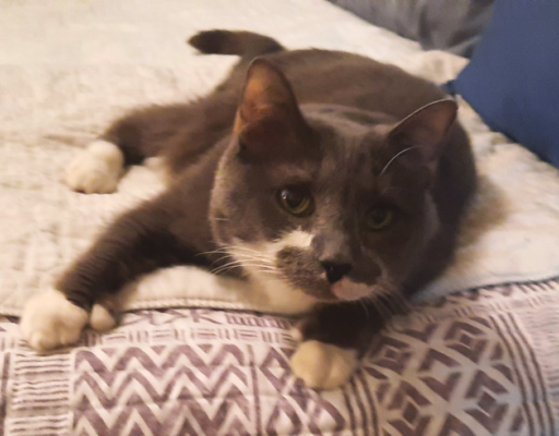 Paws Chillin on Bed
