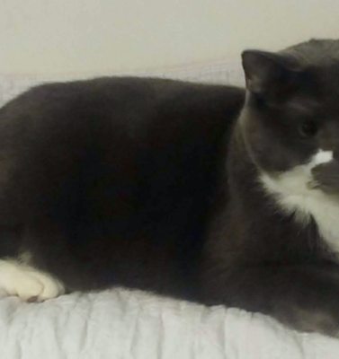 Using Age Data to Adjust Diet and Care