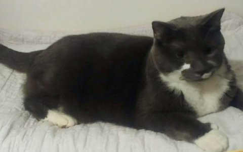 Using Age Data to Adjust Diet and Care