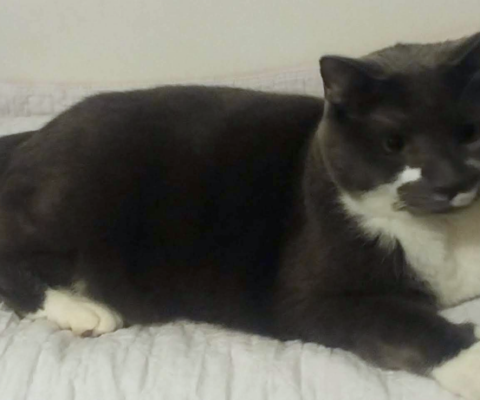 Using Age Data to Adjust Diet and Care