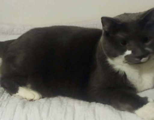 BellenPaws.com - Paws Chillin