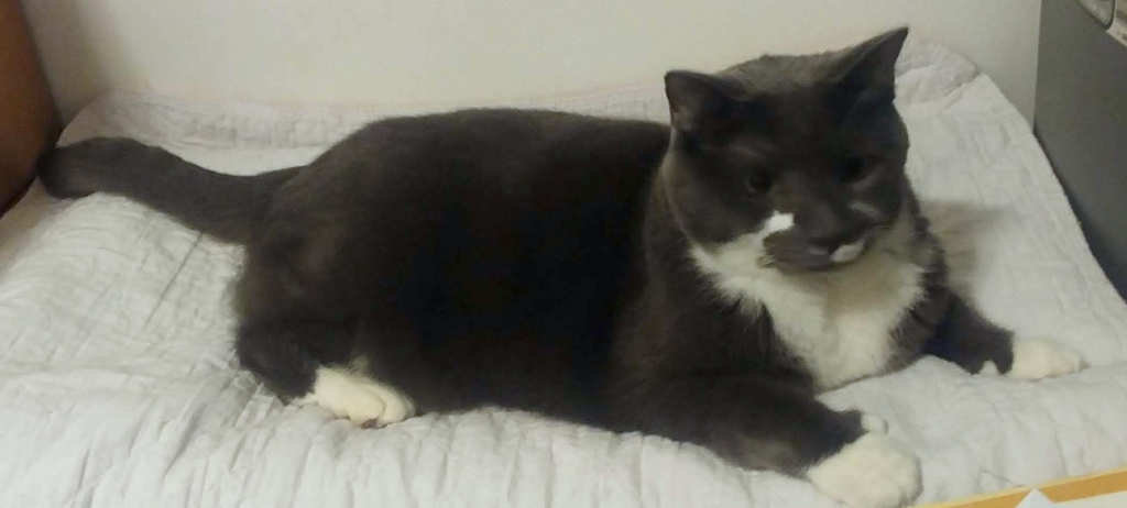 BellenPaws.com - Paws Chillin