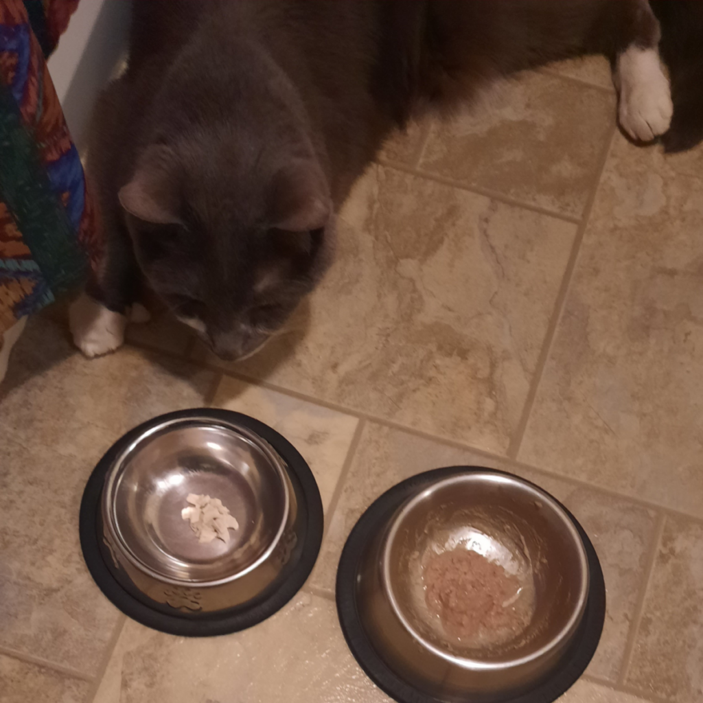 Paws Eating 2 Bowls