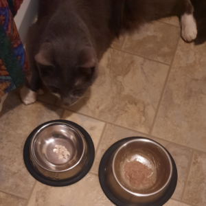 Paws Eating 2 Bowls