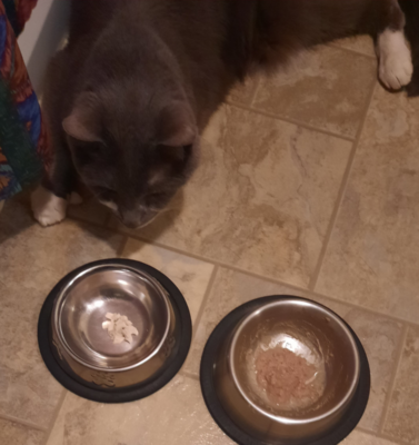 The Pros and Cons of Raw Diets for Senior Pets